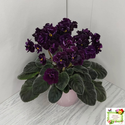 Mac's Black Uhuru (G. McDonald)