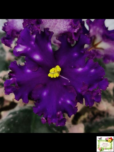 МТ-Моя Вселенная (М. Тотиева) 2023 г.