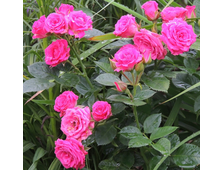 Лавли Лидия роза, ОКС