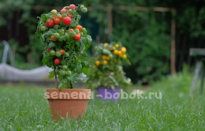 Томат Бушмен красный, 10 шт