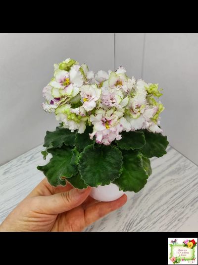 АВ-Любимая Игрушка (Фиалковод) 2015 г.