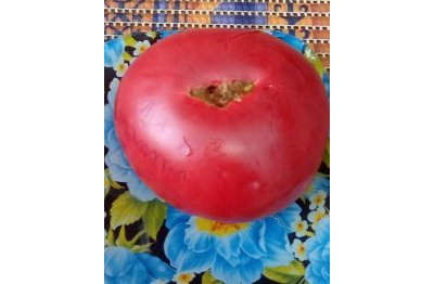 Томат Деревья нижняя полоса (Trees Bottom Streaks) США