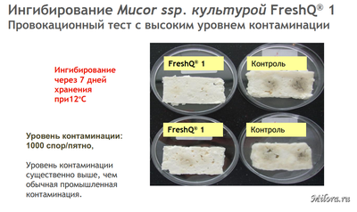 Тест с сырами и Fresh Q