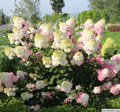 Гортензия Самарская Лидия