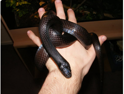 Королевская черная змея, или нигрита