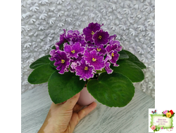 АВ-Просто Космос (Фиалковод) 2019 г.