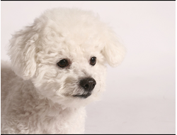 Купить греющую картину с фото белый щенок