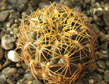 Sulcorebutia candiae