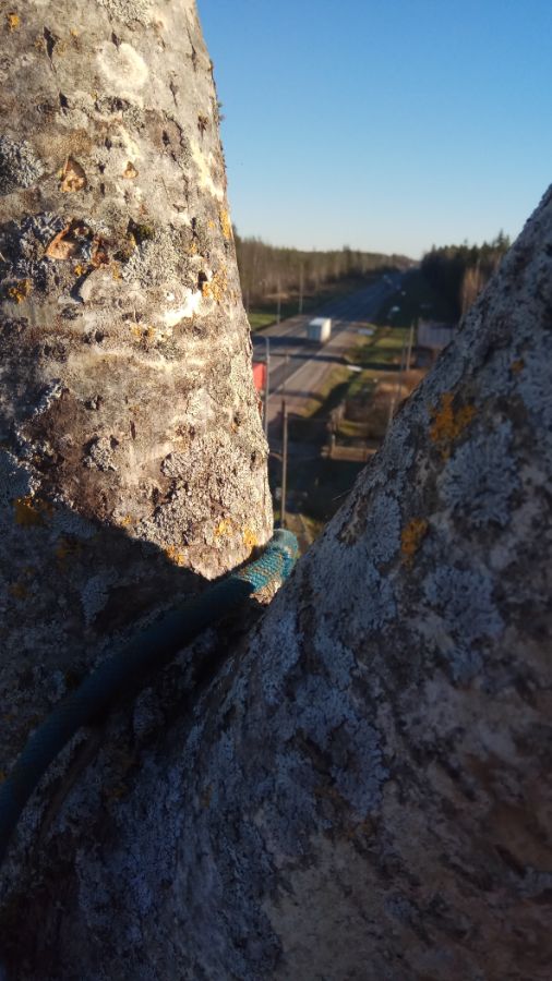 Валка дерева целиком Великий Новгород АрбоПро