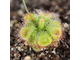 Drosera "Sessilifolia"