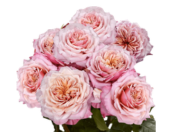 Розы японской селекции