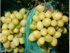 Сенатор Бурдака (*новая технология)