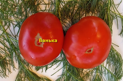 Томат Ванька