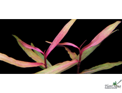 Persicаria Kawagoeanum