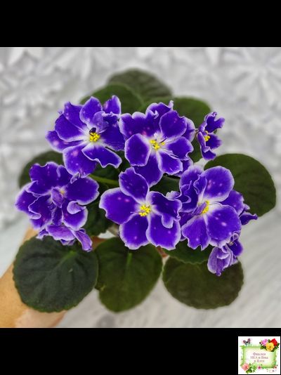 ВаТ-Монарх (Т. Валькова) 2016 г.