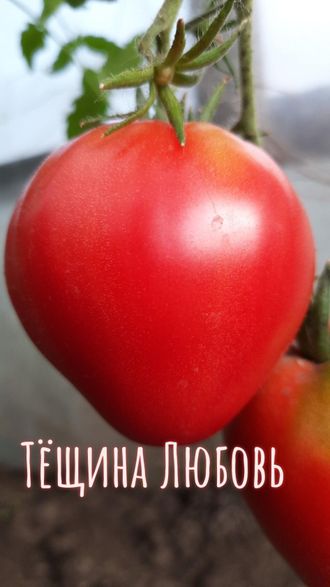 семена томаты "Тёщина любовь" 10 шт.