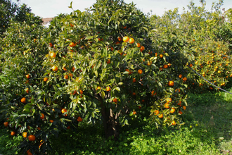 Петитгрейн (Citrus aurantium) листья горького апельсина (30 мл) - 100% натуральное эфирное масло