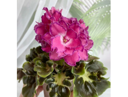 148) АВ- Фаберже 22г (дет)