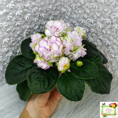 Фея (Т. Л. Дадоян) (лист укоренённый)