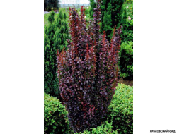 Барбарис Тунберга Helmond Pillar - фото крупным планом - красовский-сад.рф