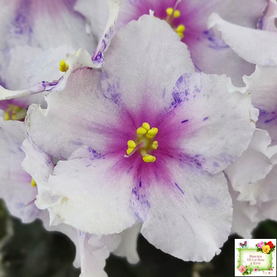 Dn-Love Time (Д. Денисенко) 2021 г.