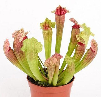 Sarracenia Fiona