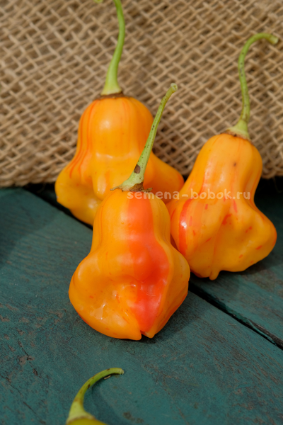 Перец острый Zebrange (Зебранж), 10 шт