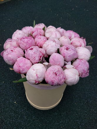 Cloud of peony Season от 9 шт.