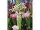 Sarracenia Leucophylla hybrid A