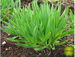 РАССАДА ЛУК-СЛИЗУН НА ЗЕЛЕНЬ МНОГОЛЕТНИЙ