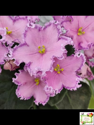 Nik-Хмельное Лето (Н. Булко) 2022 г. (крупная детка)