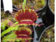 Dionaea muscipula "Dutch"