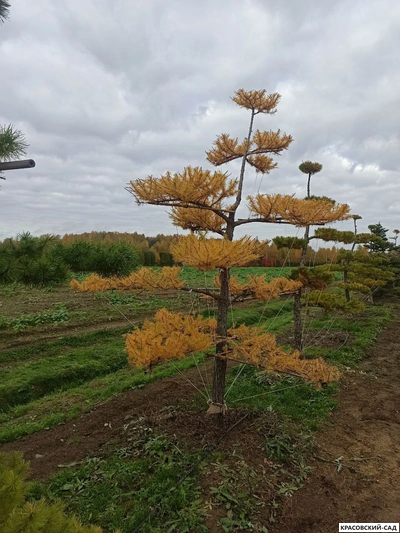 Ниваки - Бонсай садовый Лиственница европейская