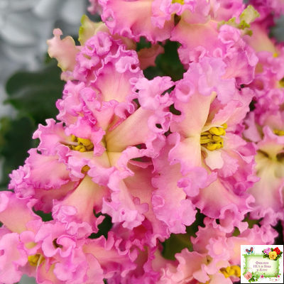 РМ-Богиня Солнца (Н. Скорнякова) 2019 г.