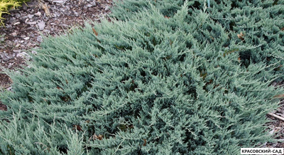 Можжевельник горизонтальный Блю Чип - Blue Chip
