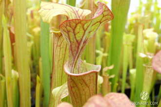 Sarracenia Flava var. Ornata