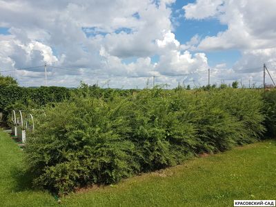 Живая изгородь из Спиреи Грефшейм - Spiraea Grefsheim
