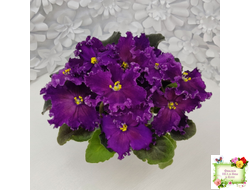 NiK-Аристократ (Н. Булко)