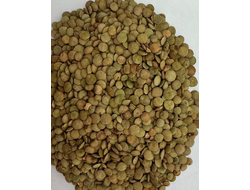 ЧЕЧЕВИЦА СОРТ СВЕТЛАЯ ЭС(ЗЕЛЕНАЯ)