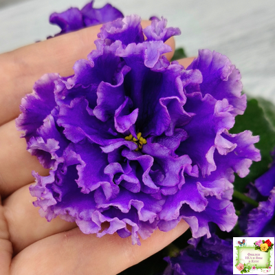 РМ-Синий Бриллиант (Н. Скорнякова) 2023 г.