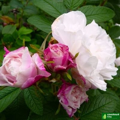 Роза "Louise Bugnet" (Луиза Багнет)