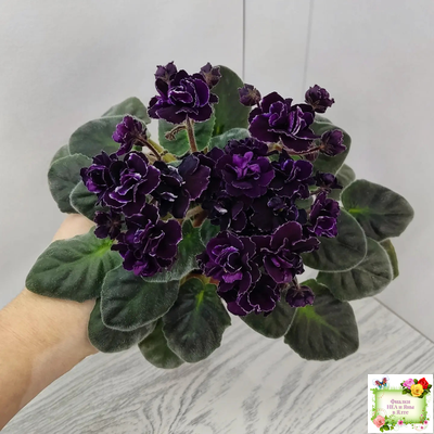 Mac's Black Uhuru (G. McDonald)