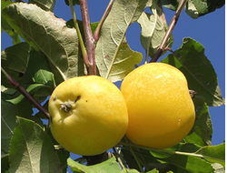 Китайка аркадовая (яблоня)