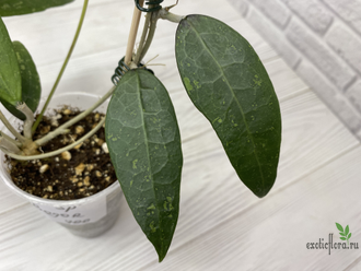 13/12/2024 hoya sp. bogor