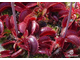 Dionaea muscipula Pink venus