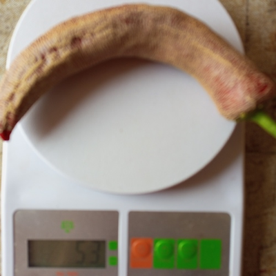 Перец острый Элефант (Elephant pepper)