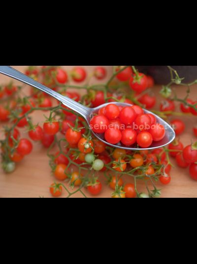 Томат ампельный Сотни и тысячи (100 и 1000), 10 шт.