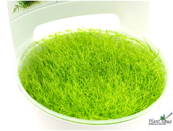 Утрикулярия граминифолия