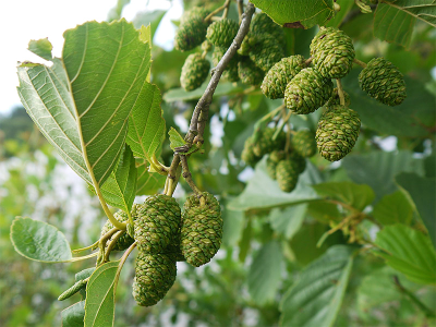 Ольха, компонент чая Волгаладь №3