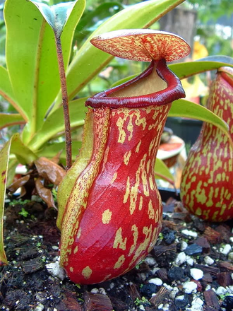 Nepenthes Gaya, непентес Гая, насекомоядное хищное растение ...